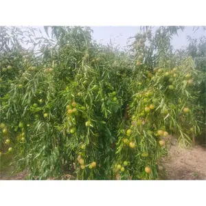 枣树苗的种植方法和技术_日照冬枣树苗价格