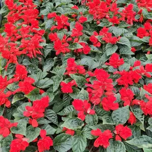 һ�������|һ���칤����15���׸�|һ����������ֲ