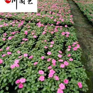 凤仙基地直供 红色粉色凤仙花 规格齐全 凤仙花杯苗大量批发 花境花坛花卉栽培 量大从优