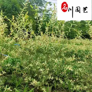 ���Գ���������Ҷ����� ͥԺ԰�ֹ����̻���ľ ɫ�ʷḻ�����׻� �۸�ʵ��