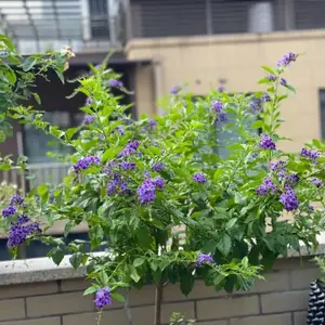 �ɿ�����¶�����̻���ֲ ��԰С��ͥԺ�쾰�̻���ֲ�����ȫ