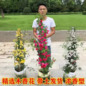 ľ�㻨������ֲ��Ũ���ļ�Ǿޱ��ͥԺ��ľ�㻨����������������