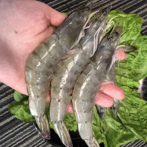 批发冷冻青虾 生冻南美对虾价格