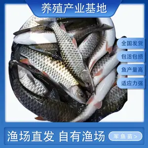 精选军鱼苗 又称光倒刺鲃鱼苗 大苗好养活 回购多