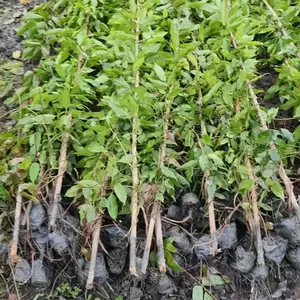 藤本植物基地 常青油麻藤批发基地 1-2米高油麻藤大杯小杯苗