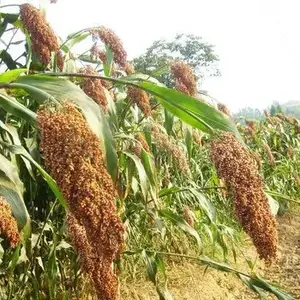 庄河荞麦回收-德穗农业粮食回收-荞麦回收电话