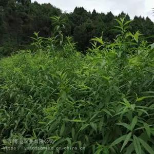 �ٲ��������� ��������������Ʒ�ּ۸�
