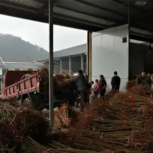 当年生江苏蜂糖李子树苗-江苏蜂糖李子树苗产地直供