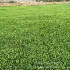 四季常青的草坪 红三叶草坪 草皮卷 鸡毛菜种子