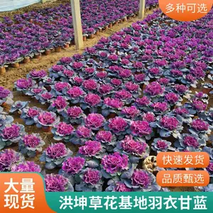 基地供货 耐寒花卉 羽衣甘蓝批发 采购羽衣甘蓝 工程花卉 洪坤花卉