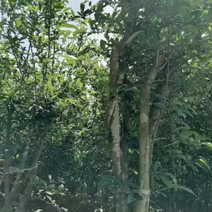 �������ź��ĳ��� ������������ �������ź��Ĺ�����