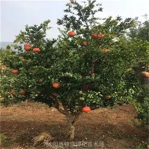 ���۵ؾ�2-3-4-5����ʯ���� ��ֲ������