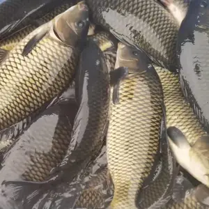 山西太原草鱼鳜鱼,河北衡水陕西宝鸡鱼苗直供