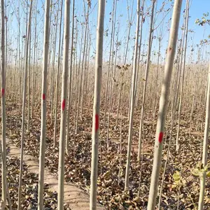 山东潍坊诸城速生白蜡树苗基地批发,一年生白蜡小苗产地报价，规格齐全好养易活,白蜡苗木供应商厂家上车价格