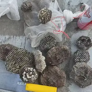 陕西蚊蝇消杀 陕西灭跳蚤机构 解决复杂虫害问题