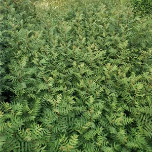 精选花椒树苗货源,畅购无忧,好货价低