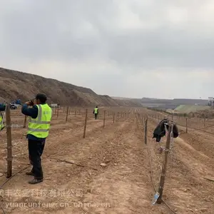 常年供应槐木桩葡萄庄园专用立柱槐木柱