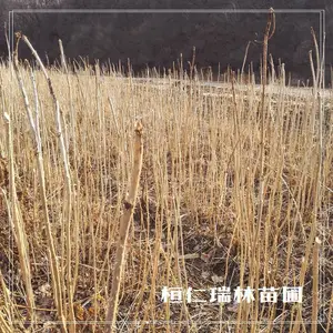 刺嫩芽苗 一年生 瑞林苗圃直供