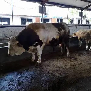 ��10ͷ��ţһ������� ɽ����ţ��۸� ��ţ10ͷ������ɱ� һͷţ������ ��ţ����