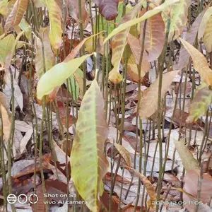 陕西汉中厚朴树苗 红松厚朴苗 湖北厚朴树苗 陕西基地直销