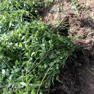 连翘苗***格50公分-60公分-70公分高连翘什么价格