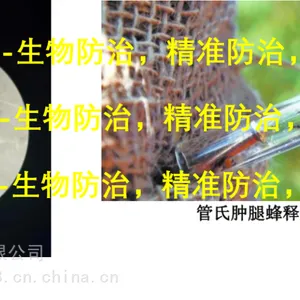 管氏肿腿蜂