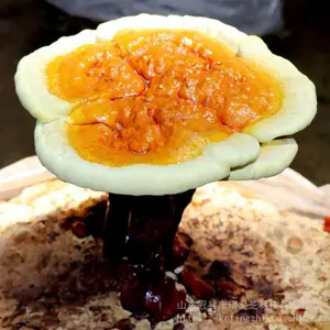 ���ع�Ӧ��֥���� ������֥��֥���� ��ҩ�ľ��� ʳ�þ����༼��