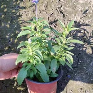 蓝花鼠尾草基地直发，大量批发双色杯工程苗蓝花鼠尾草