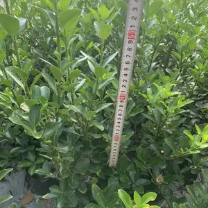 大叶黄杨杯苗 成都绿化苗木种植基地 成都大叶黄杨价格 大叶黄杨苗圃-苗木批发 大叶黄杨小苗价钱