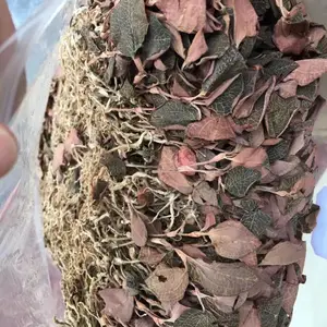 ��ͷ�� ���������� ����������Ǯһ��