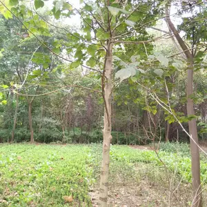 ���������Բ�����6���ֹ����۸�40Ԫһ�� ���ȫ ������