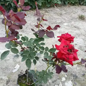 �¼����أ��¼�������ŷ�³��ۣ��¼�������Ӧ