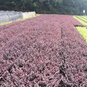 揭阳红花继木大袋苗 易于栽植管理 红色叶片观赏性高