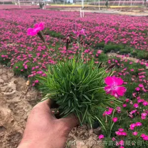 欧石竹 欧石竹穴盘苗 欧石竹小杯苗 欧石竹营养钵小苗 欧石竹双色盆工程苗 花海工程公司
