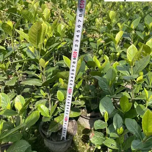 基地出售大叶栀子 大叶栀子工程苗价格 四季常绿 庭院别墅工程园林绿化