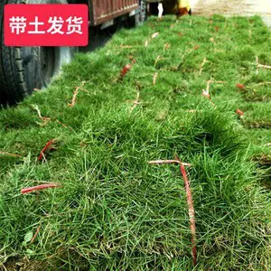 真草坪草皮带泥土四季青种子耐寒别墅庭院带土果岭草皮台湾青草坪