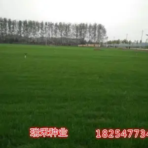 绿化草籽多少钱一公斤:百慕大草坪草种子撒播重量
