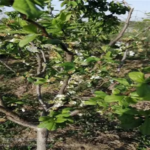 ӣ���� ��������ӣ������ũҵ�ֻ���Ӧӣ����