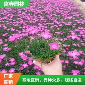 ����ʯ�� ������ֲ ���� ���� ����԰���쾰�����ֲ