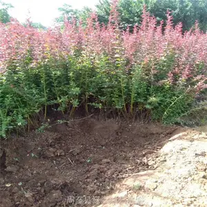 ������ҶС���������� ������ҶŮ�� ��Ҷʯ��������Ǯһ��