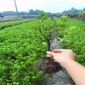 河南新乡毛杜鹃苗价格革故鼎新