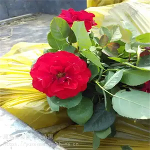 ���������������� ԰�ֹۻ�ֲ�� Ӫ�����¼��� ���ػ�ľС��