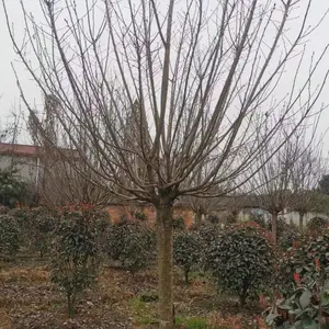 �ձ���ӣ���ػ��� ��Ӧ��ӣ���� 3-20����ӣ������ֱ��