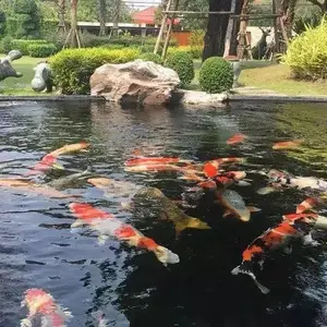 永 康锦鲤 优质锦鲤鱼 观赏鱼 吃奶鱼 耐活好养 发货速度快