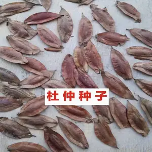 2019杜仲种子多少钱一斤？杜仲树苗价格，新产一级良种