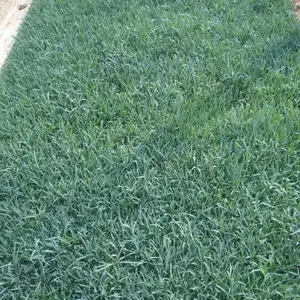 石竹***格优惠，基地当天发货！