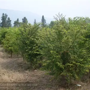 红豆杉生产基地|红豆杉苗圃|红豆杉供应|红豆杉报价
