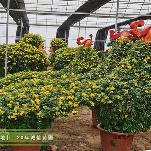 ��ʢ���ع�Ӧ���;ջ�,����Ϸ������,�������ջ�