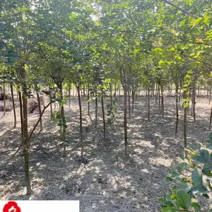 地径5公分紫薇价格 百日红紫薇树批发 成都紫薇树基地直供 工程园林绿化紫薇