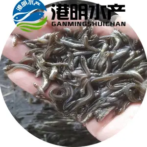 【合作养殖泥鳅苗】 泥鳅苗生态养殖 一个季度可上市水产种苗